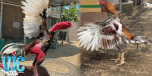 Ảnh thump Gà chọi c1 thể thao