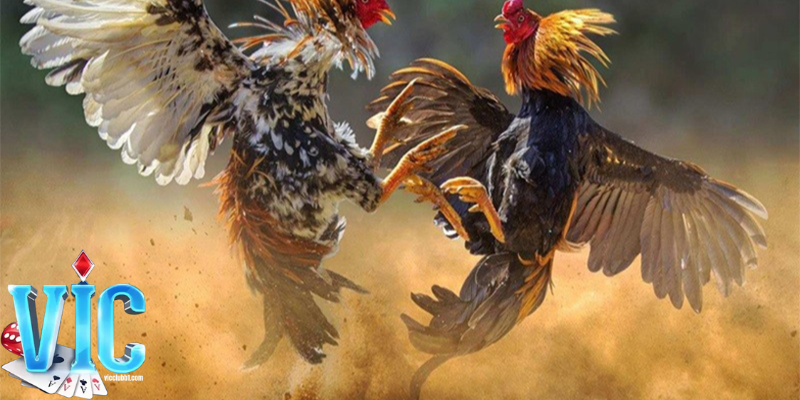 Chiến thuật đá gà quyết định phần lớn đến chiến thắng